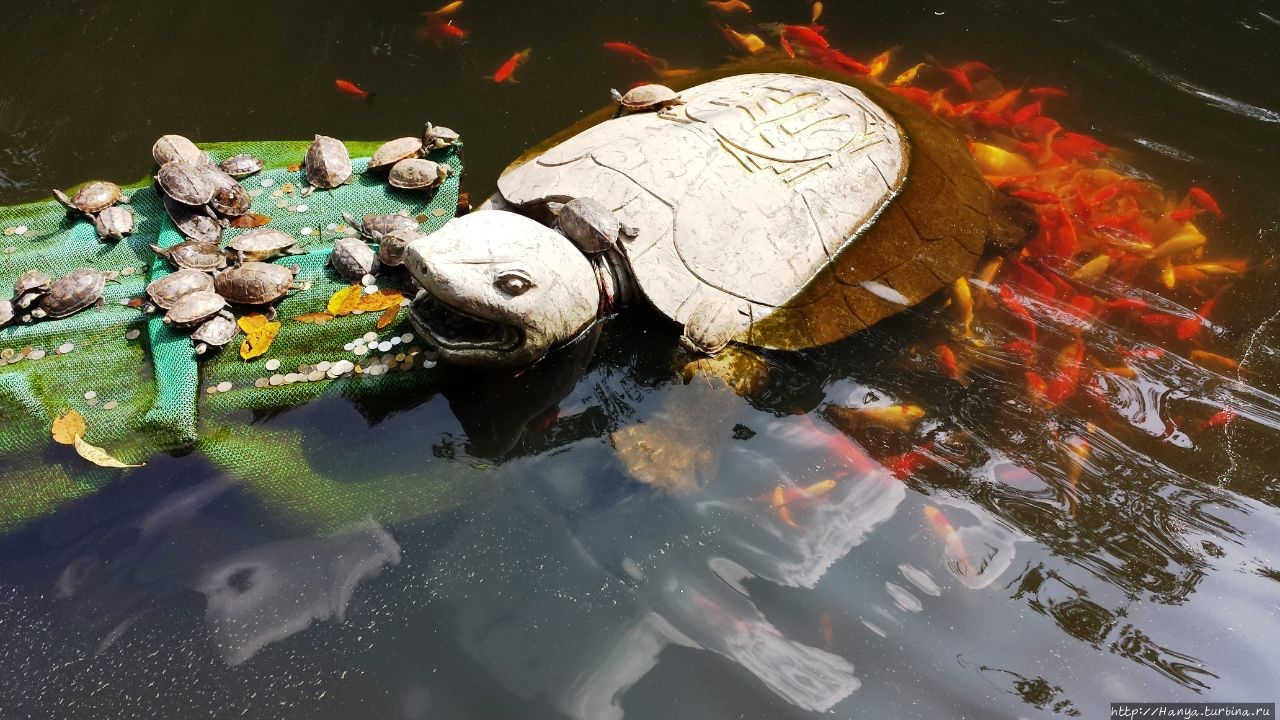 Пруд с черепахами Чжанцзяцзе Национальный Лесной Парк (Парк Аватар), Китай