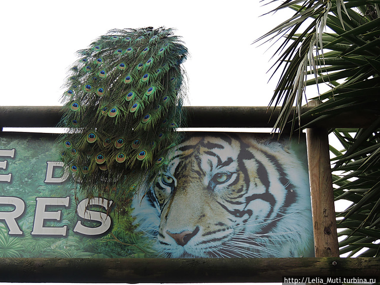 вездесущие птахи!!!