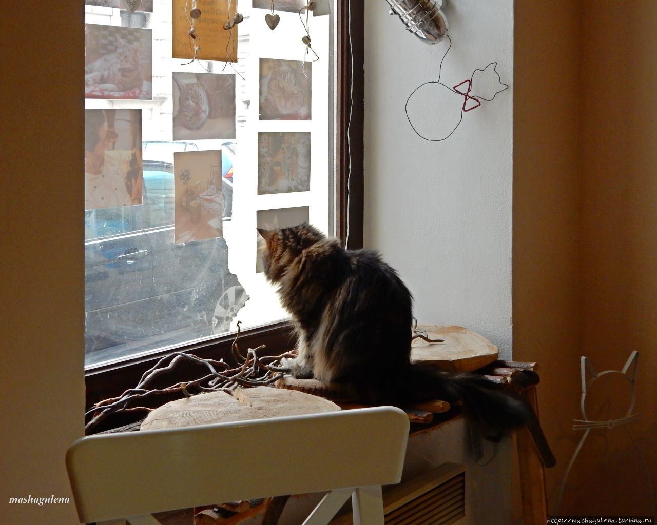 Котокафе ульяновск. Котокафе ульяновск радищева 86. Теплые коты кафе. Кошачье кафе в нижнем новгороде. Кошачье кафе ульяновск.