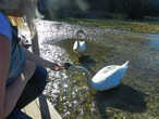 Вода из источников впадает в Городищенское озеро, в котором плавают падкие на еду лебеди