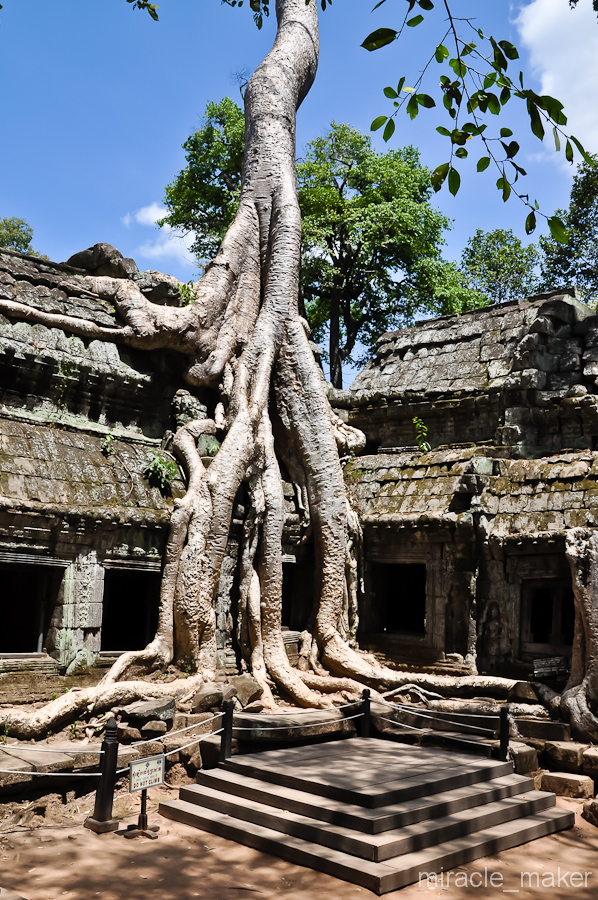 Гигантские деревья создающие такую сюрреалистическую картину – баньяны. Ангкор (столица государства кхмеров), Камбоджа