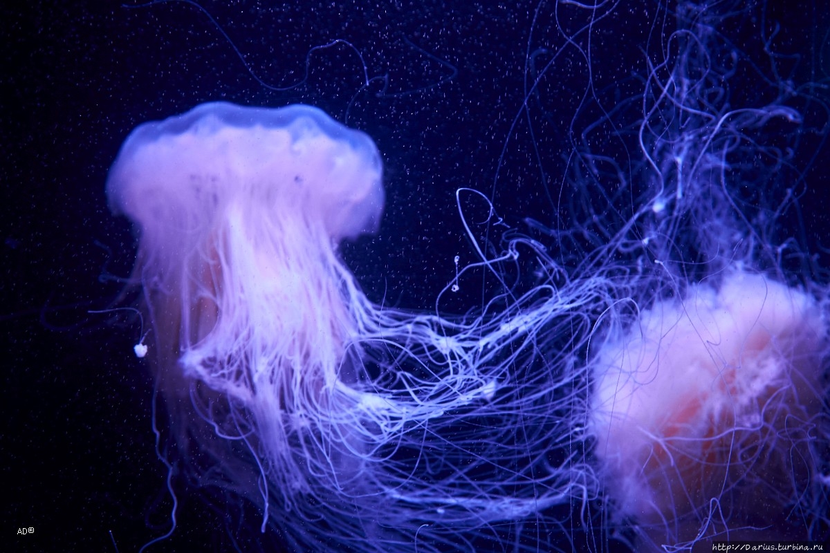 Вена 2019 — Зоопарк Вена, Австрия