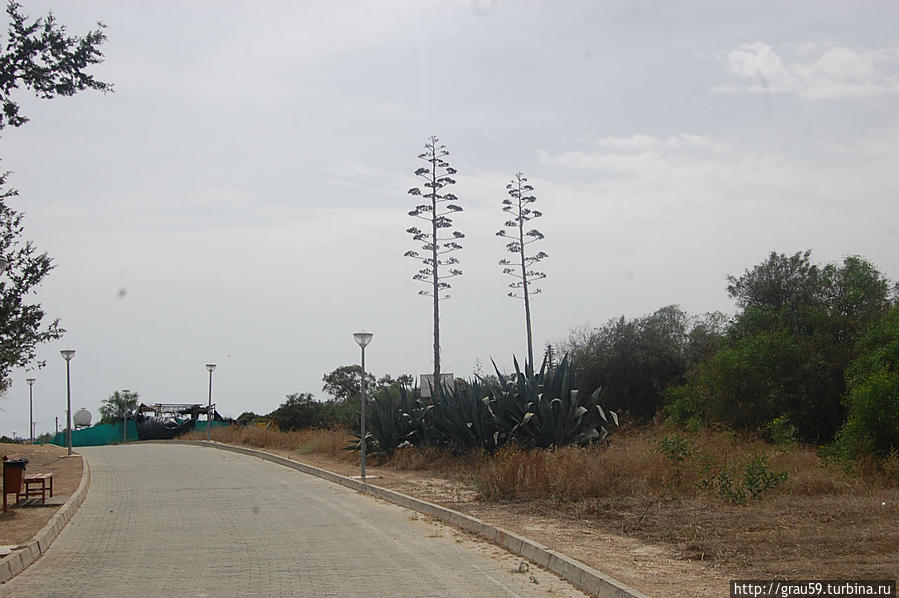 Парк у Солёного озера Ларнака, Кипр