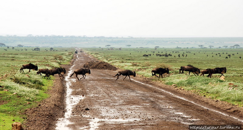 В декабре — январе в танзанийском Серенгети — столпотворение. Все животные мигрировали сюда из кенийского заповедника Масай Мары Виктория-Фоллс, Зимбабве