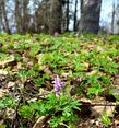 Там где цветет крошечная хохлатка лесная лес становится сиреневым. Обратите внимание если соберётесь на майские в Василёво в Тверскую область.