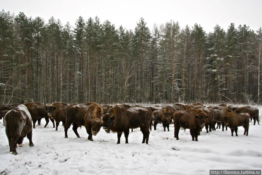 Зубры и Зубрилы Орловское Полесье Национальный Парк, Россия