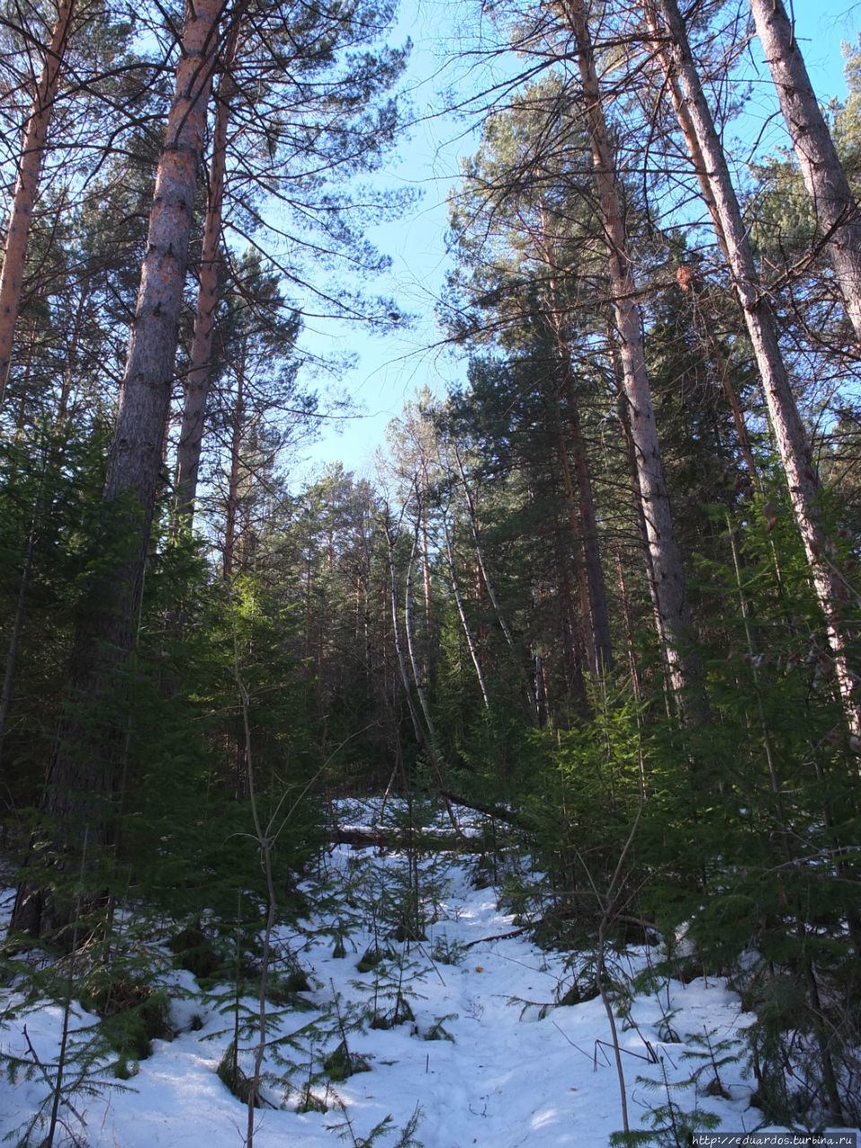 С настроением весеннего леса... Красноярск, Россия