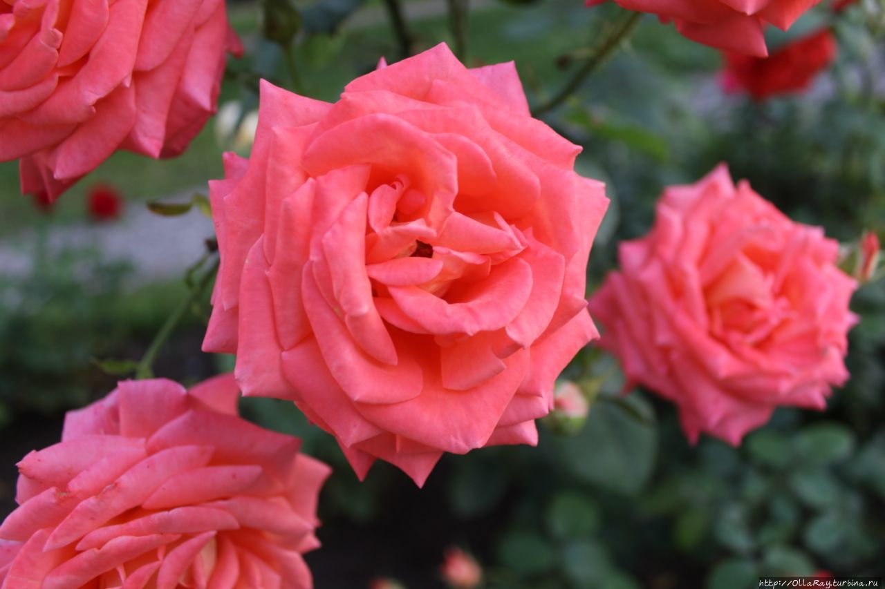 ПРивет из дмитровского розария. ПРивет из дмитровского розария.