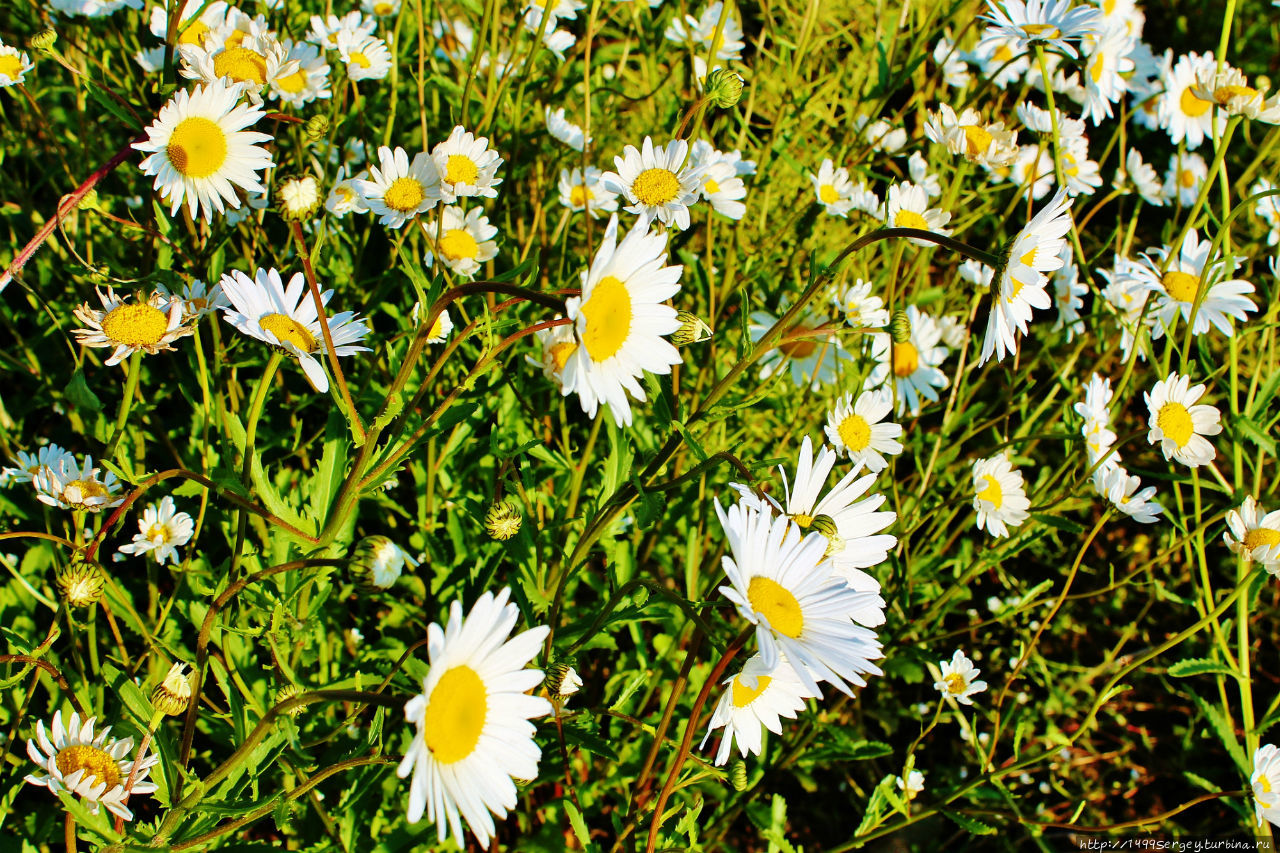 Воспоминания #3 Санкт-Петербург и Ленинградская область, Россия