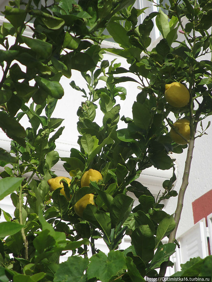 Цветущий Дидим Дидим, Турция