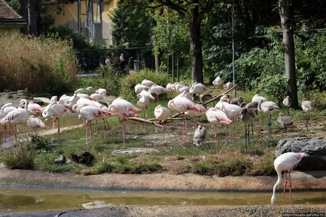 Зоопарк Шёнбрунн. Третья Часть Вена, Австрия