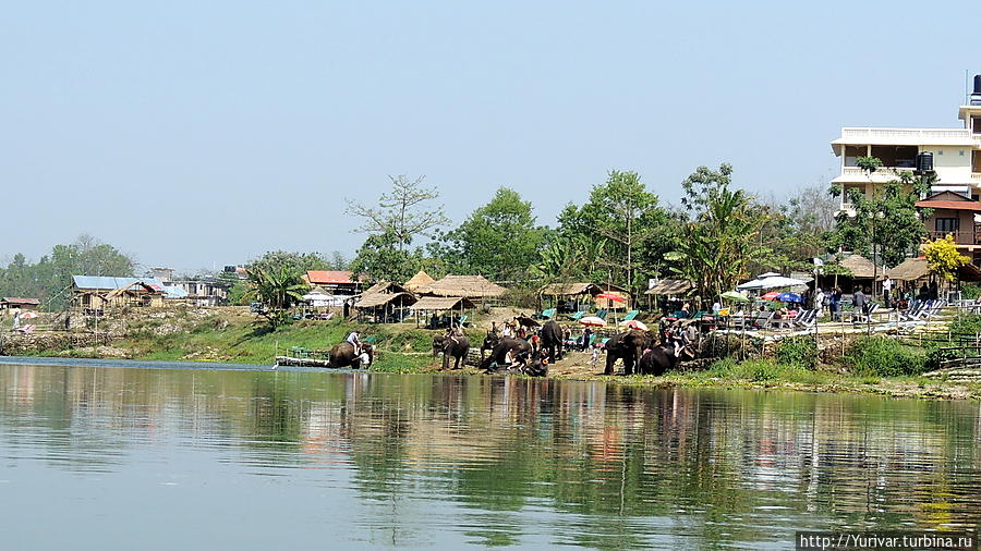 В полуденное время погонщики снова приводят слонов к реке — искупаться и напиться воды Читван Национальный Парк, Непал
