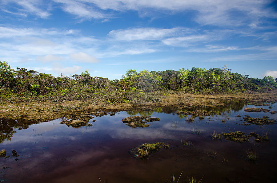 Болото Alakai — плоская и мокрая верхушка острова Кауаи. Каньон Ваймеа Парк Штата, CША