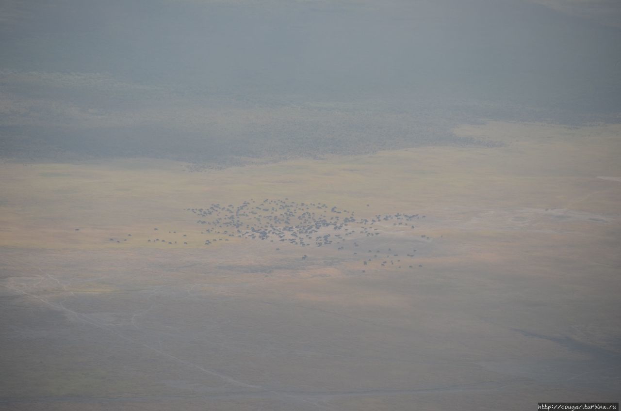 Стада животных в кратере видны уже с приличного расстояния. Нгоронгоро (заповедник в кратере вулкана), Танзания