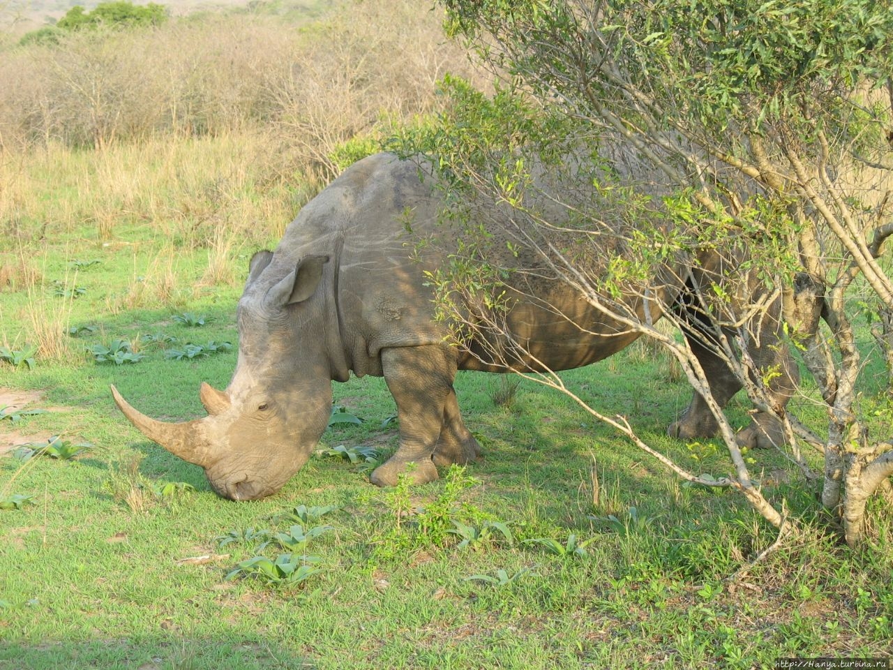 Парк Hluhluwe Imfolozi Game Reserve Шлушлуве-Умфолози Национальный Парк, ЮАР