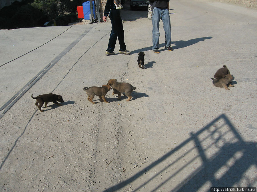 Клевые щенки в Ласпи Балаклава, Россия