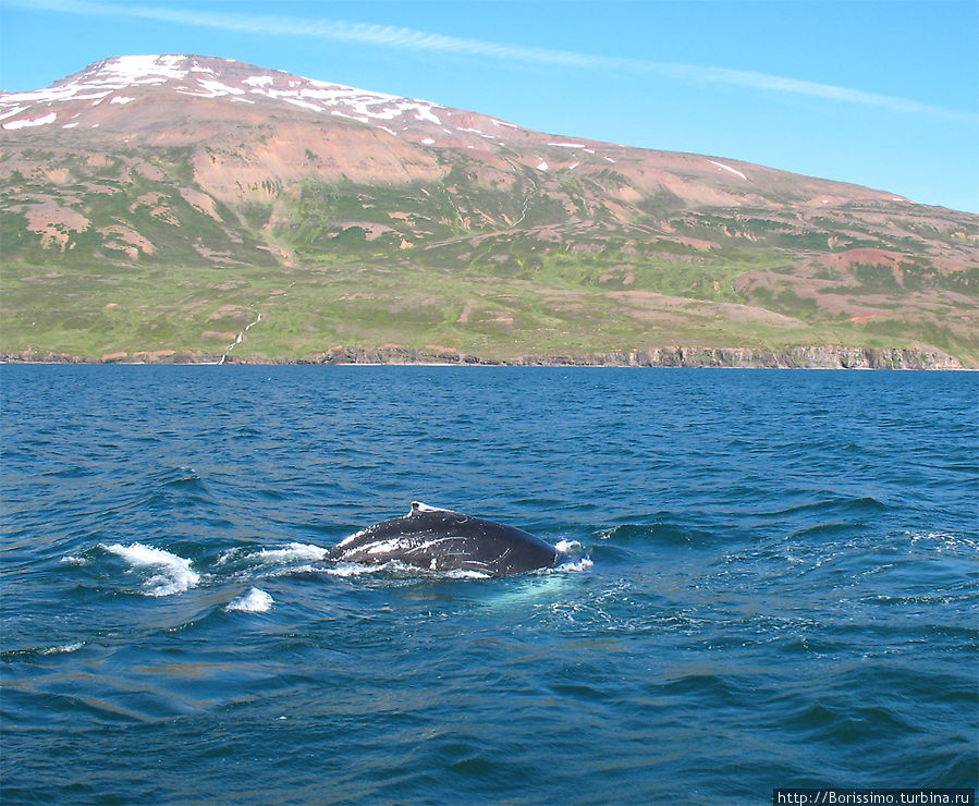 Но мы увидели их огромные спинные плавники, Исландия