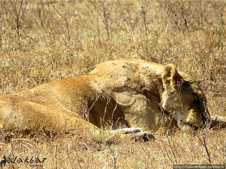 Львицы в парке Нгоронгоро. спали. и вдруг... Танзания
