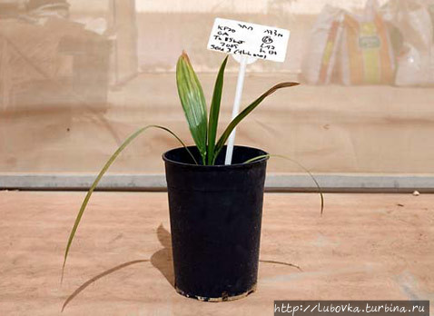 фото из инета Израиль