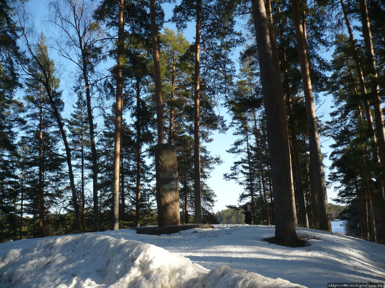 Санкт петербург хвойная