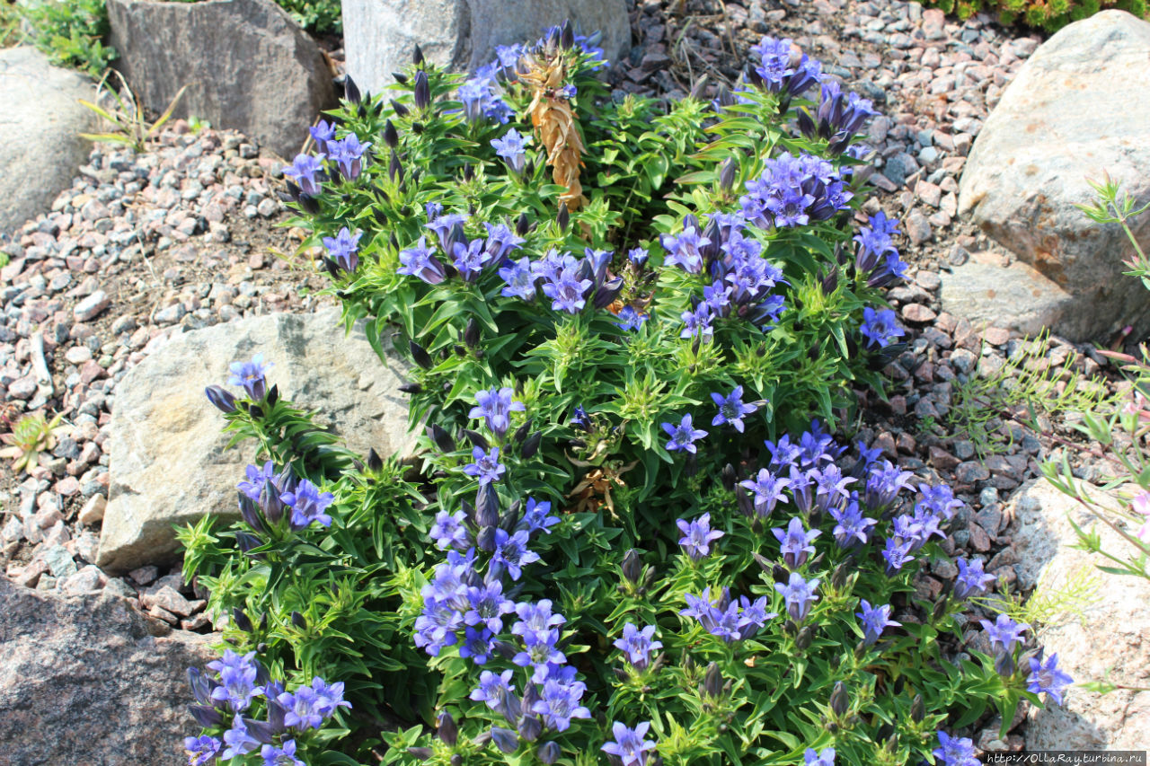 Горечавка семираздельная. Неприхотливое растения для альпийских горок. Копенгаген, Дания