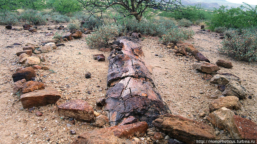 Реликтовые вельвичии и окаменелый лес Хориксас, Намибия