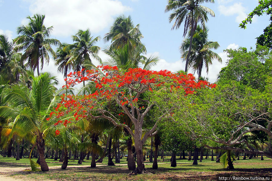 Растительность на побережье Пуэрто-Рико