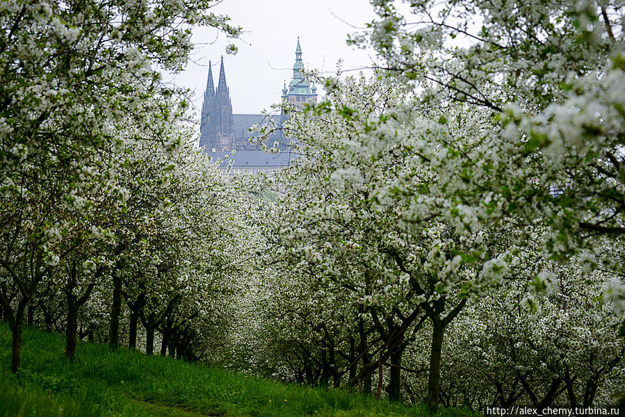 петршинские сады цветут Прага, Чехия