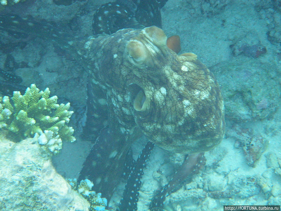 осьминог Бандос, Мальдивские острова
