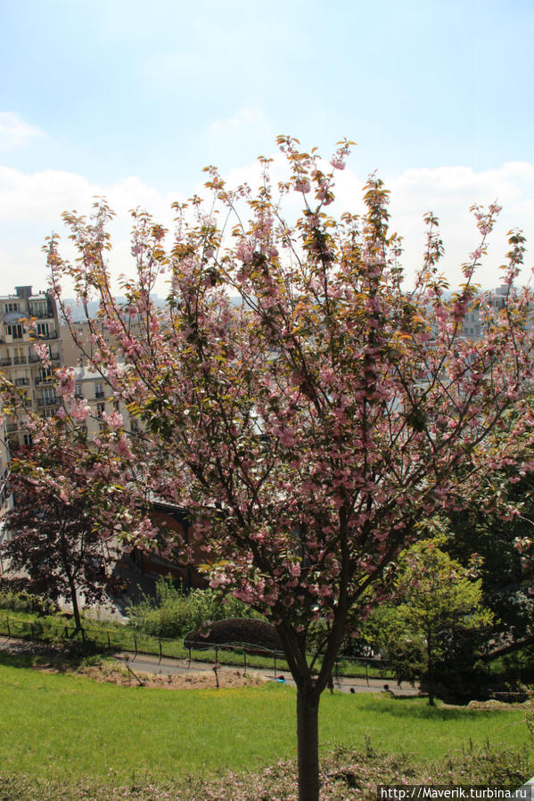 Цветение саккуры. Париж, Франция
