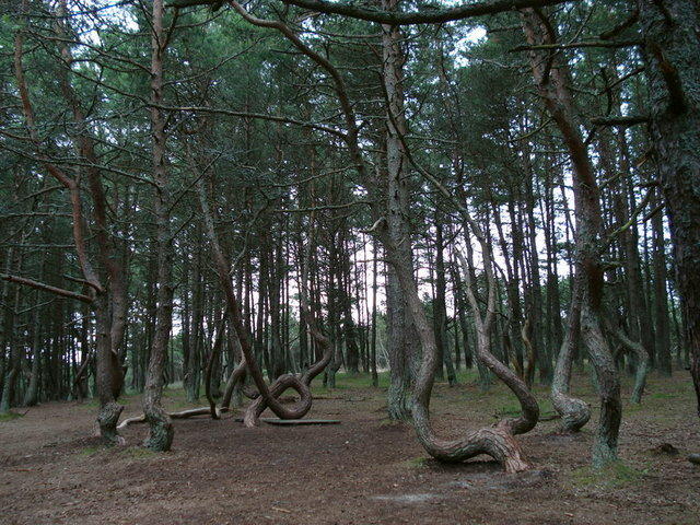 танцующий лес