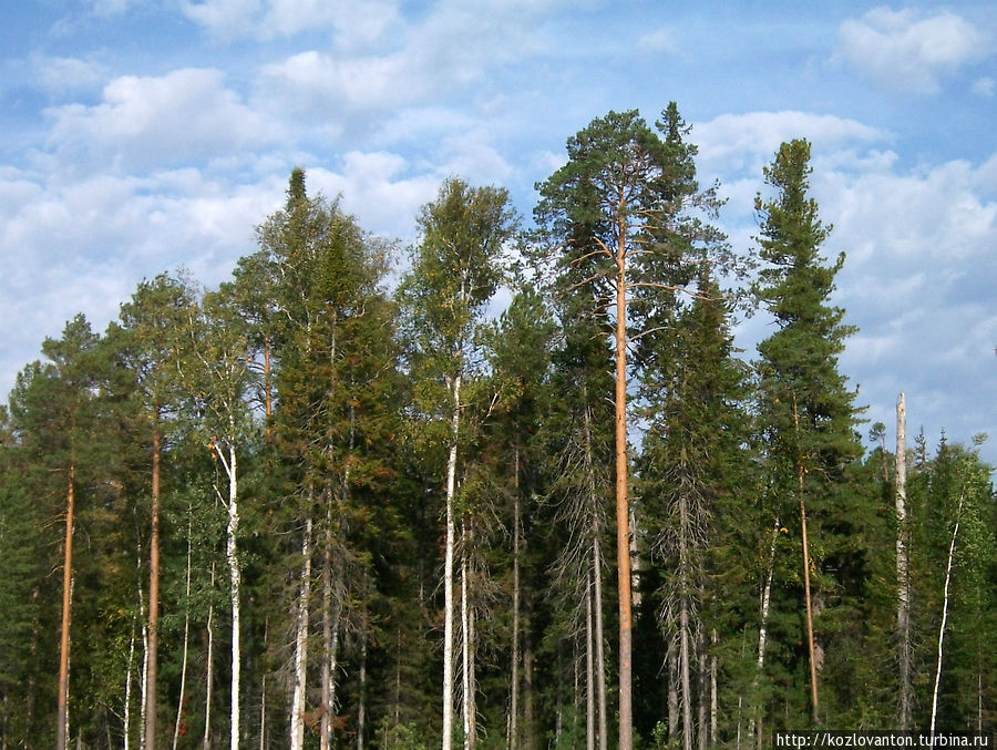 Шум деревьев создает то удивительное звучание, которое называют симфонией тайги. Томская область, Россия
