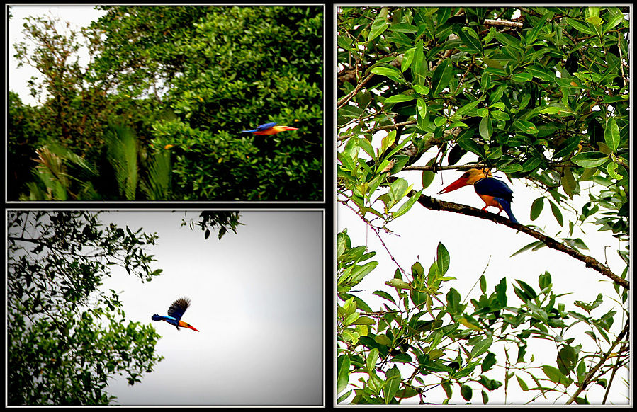 Размеры взрослой птицы 33-36 см. Это один из 3 видов аистоклювых зимородков, населяющих Юго-Восточную Азию. Они принадлежат к числу самых крупных представителей семейства, уступая по размеру тела лишь кукабарре, лягушкоротому зимородку, с также 3 видом исполинских зимородков из рода Megaceryle. Все виды аистоклювых зимородков отличаются повышенной крикливостью, но при том ведут себя довольно скрытно. 
Манера охоты типична для многих зимородков. Пристроившись на ветке, нависающей над водой, птица ныряет за проплывающей внизу добычей — рыбой, лягушками, рачками. Иногда охотится на суше за ящерицами и птенцами других пернатых.
 Распространение: Ареал — Юго-Восточная Азия, восточный Пакистан, Индия, Непал, Шри-Ланка. Места обитания — реки и ручьи в лесистой местности на равнине, рисовые поля, иногда лесные озера и морские побережья, включая мангровые заросли.