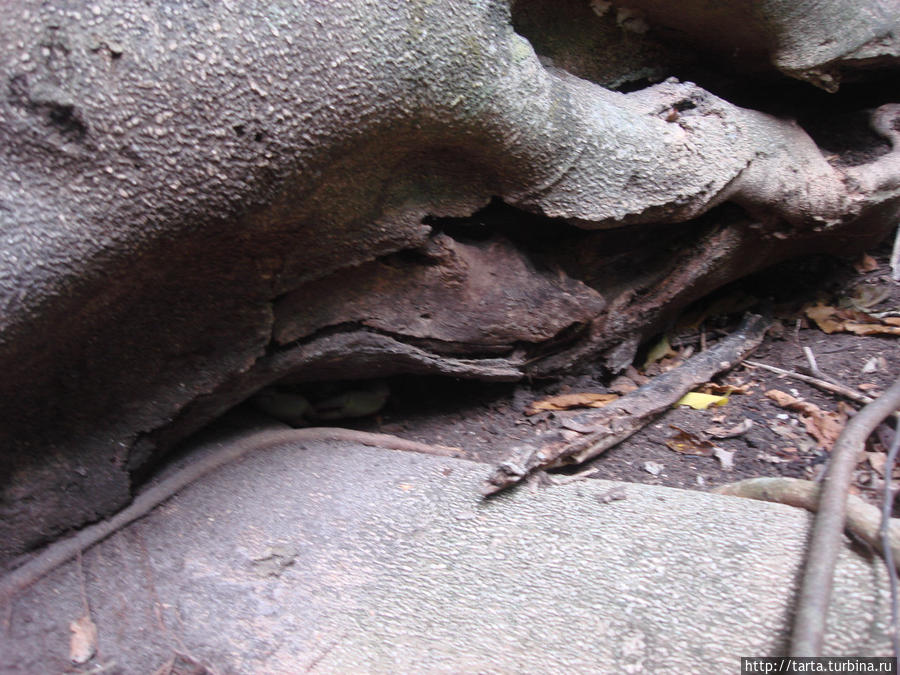 Большой краб, укрывшись клешнями, спрятался под корягой. Пхукет, Таиланд