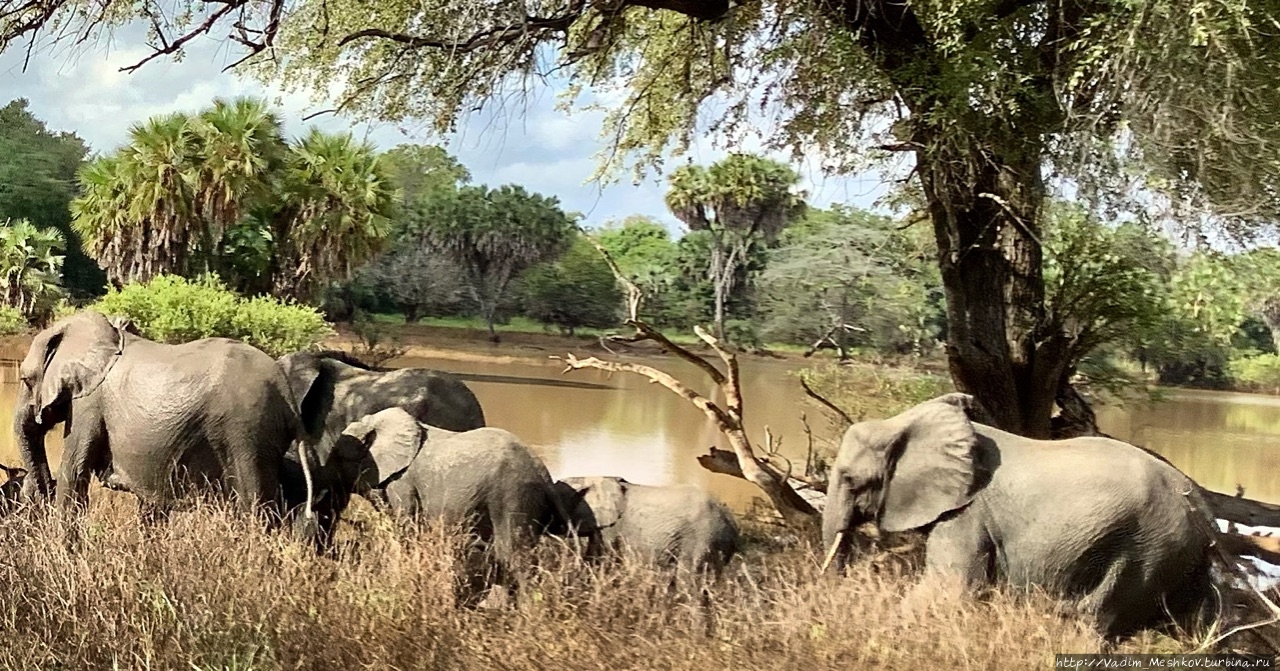Семья африканских слонов. Заказник Селус, Танзания