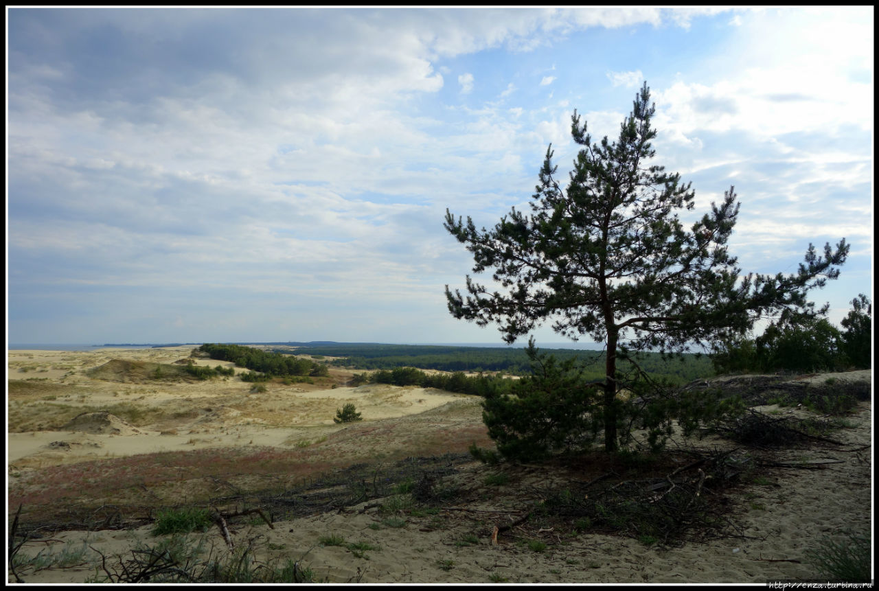 Куршская коса. И на песке растут деревья Куршская Коса Национальный Парк, Россия