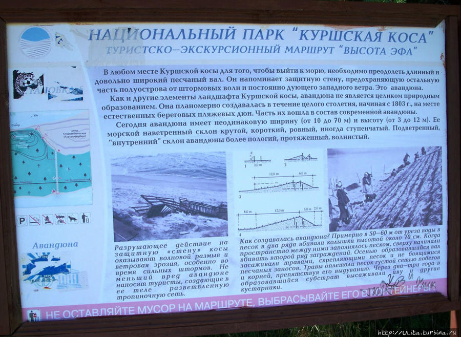 укрепление дюн Куршская Коса Национальный Парк, Россия