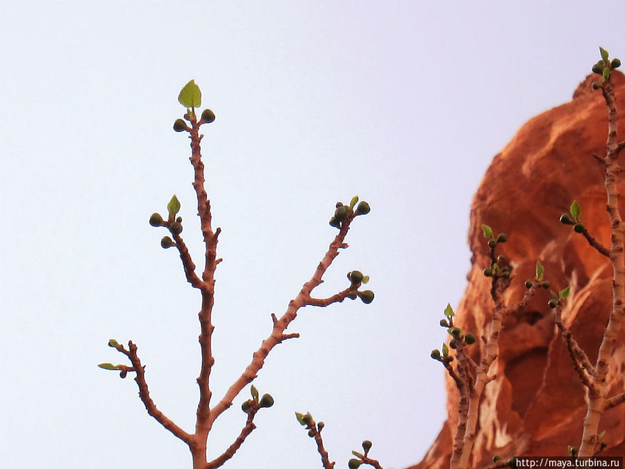 завязь инжира Пустыня Вади Рам, Иордания