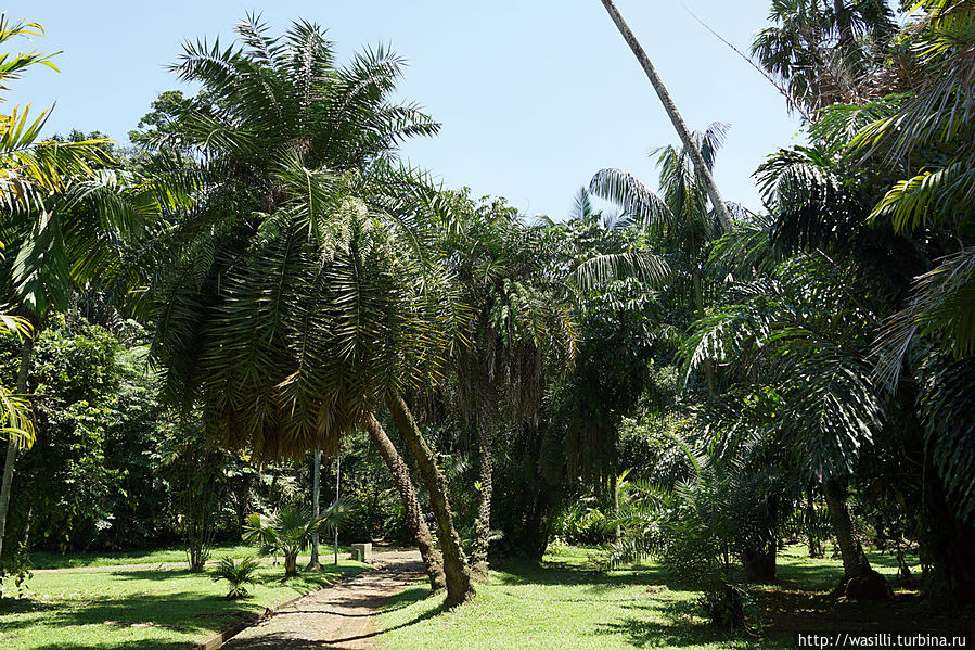 Колючие пальмы. Ява, Индонезия