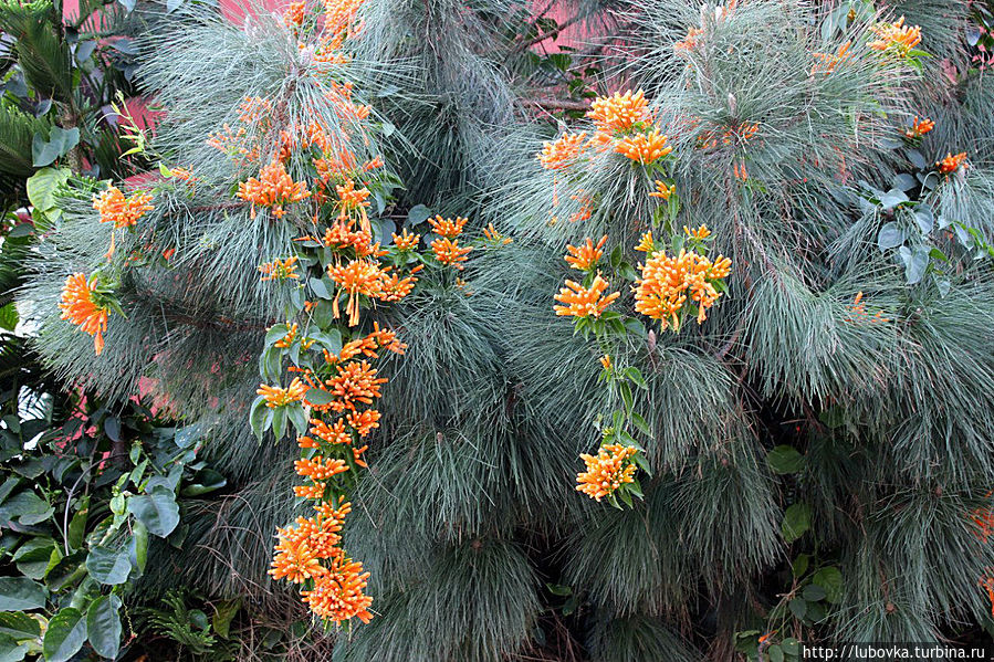 Канарская сосна (Pinus canariensis, Pino de Canarias) Остров Тенерифе, Испания