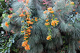 Канарская сосна (Pinus canariensis, Pino de Canarias)