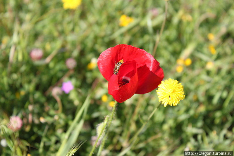 Мы ищем странные знаки — там, где цветут маки Эгейский регион, Турция