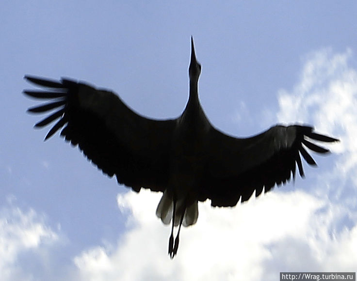 В этот момент, я увидел в небе очень хороший знак — летящего аиста. Очень красивая и грациозная птица. Высокое, Беларусь