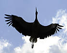 В этот момент, я увидел в небе очень хороший знак — летящего аиста. Очень красивая и грациозная птица.