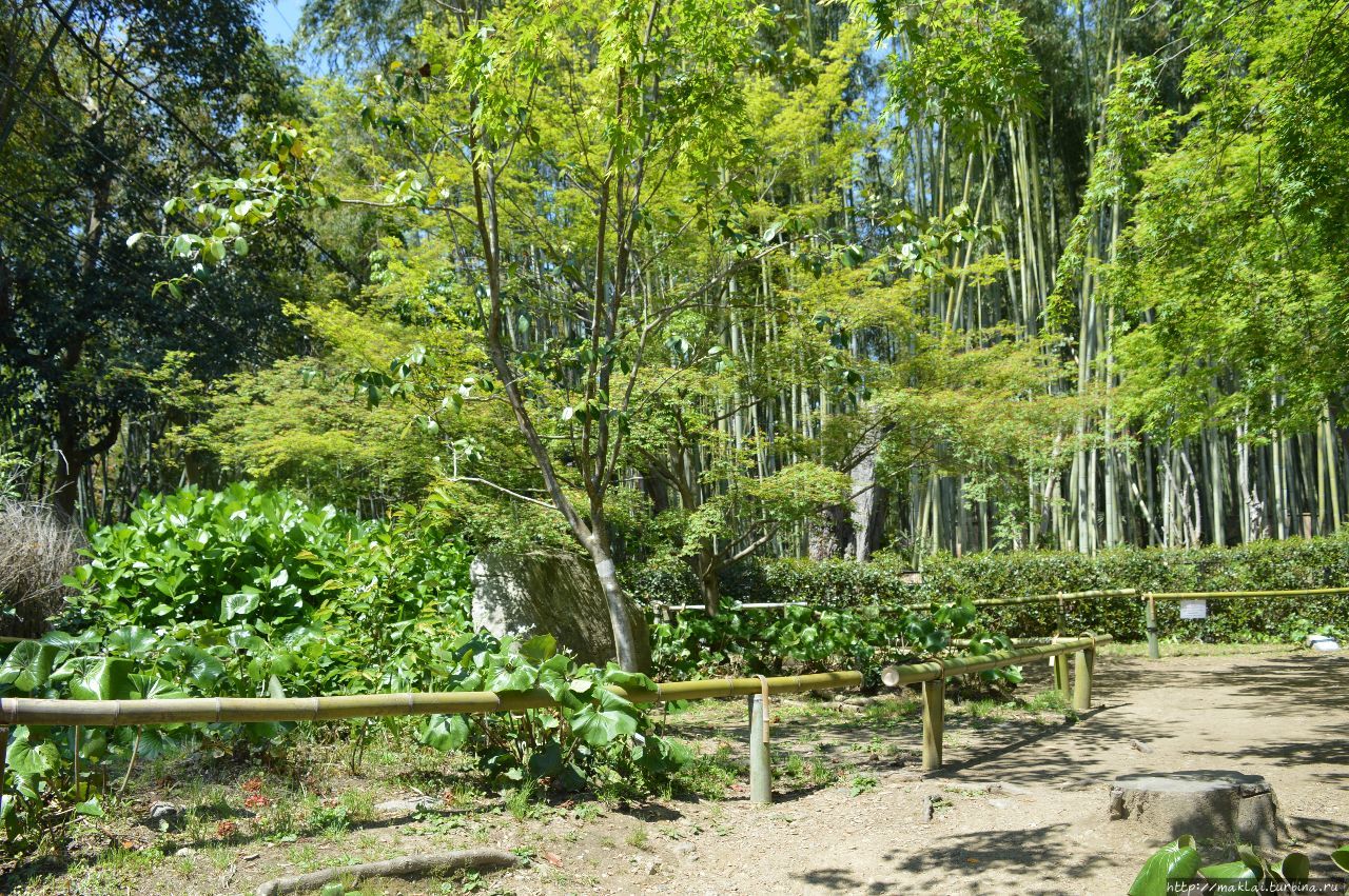 Арасияма. Бамбук, ещё бамбук Киото, Япония