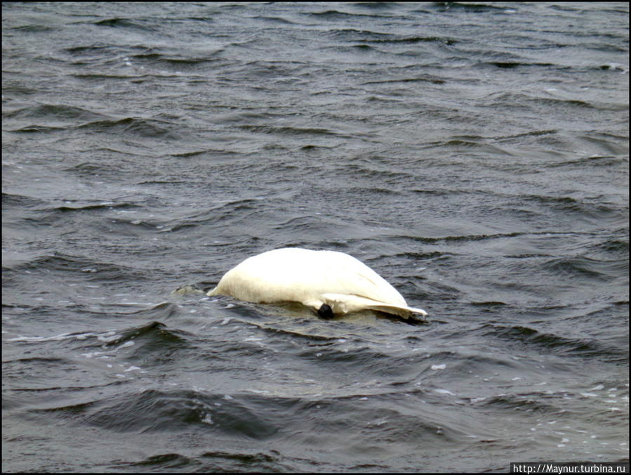 Пусть  летят  по  небу  лебеди... Южно-Сахалинск, Россия