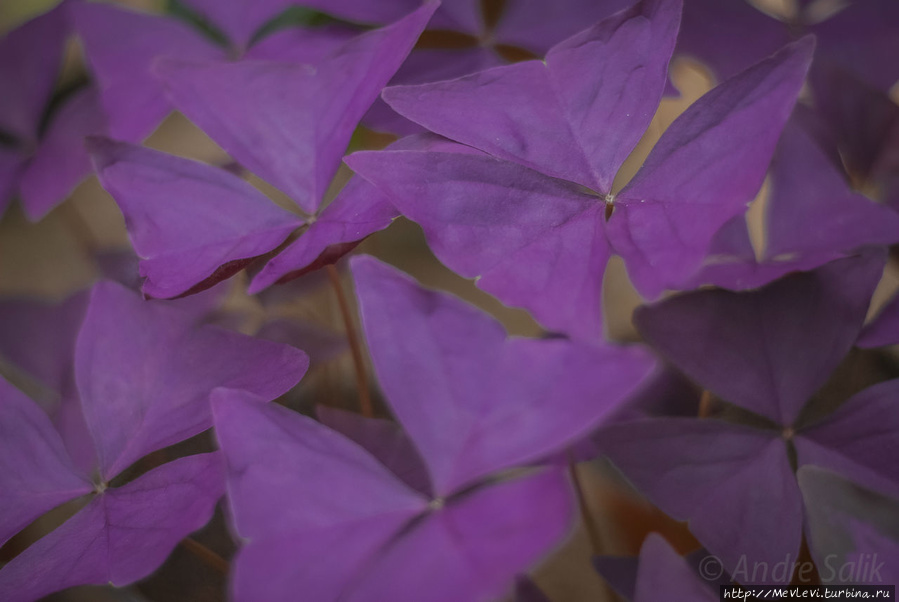В Ботаническом саду Рига, Латвия