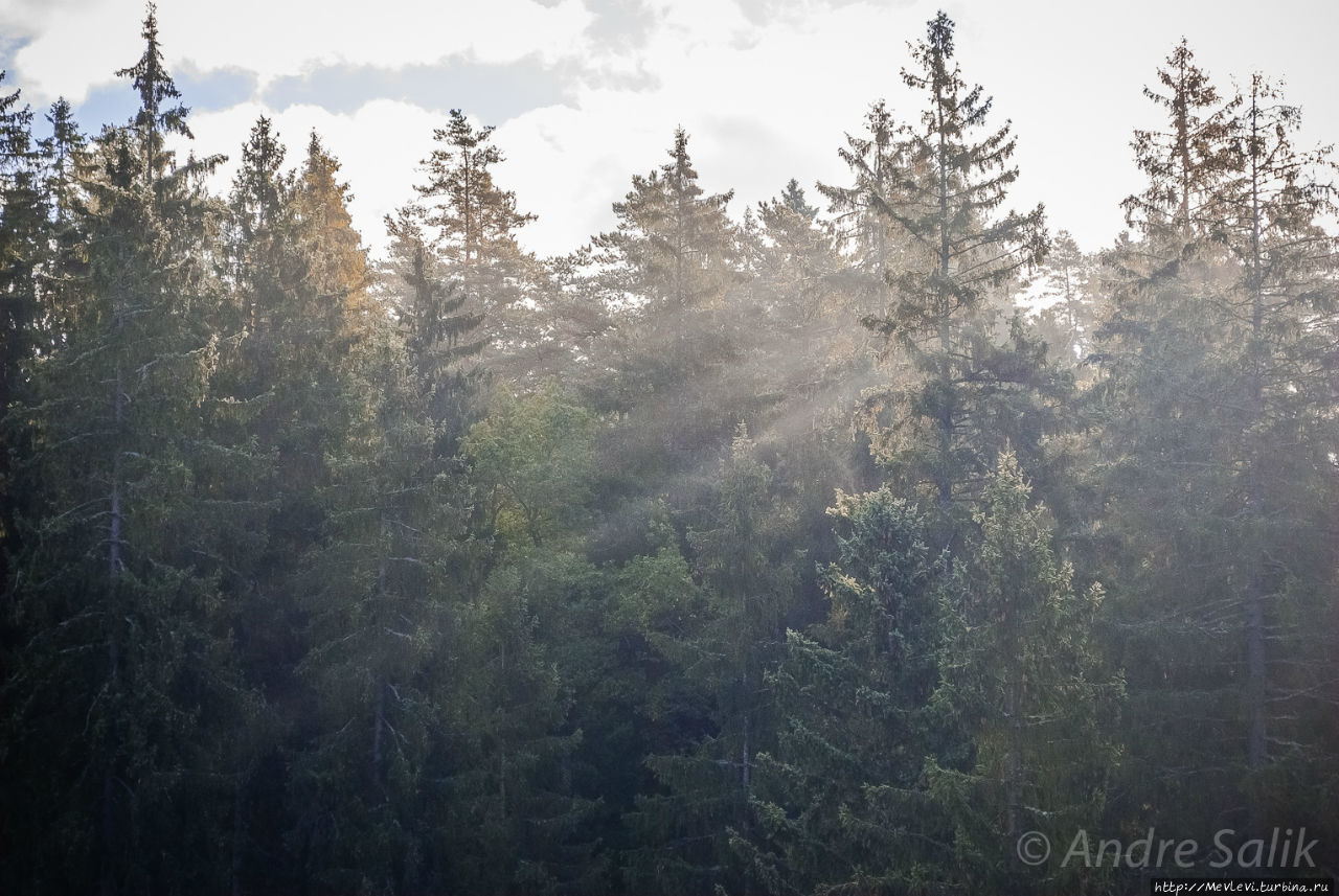 В лесу до рассвета Сигулда, Латвия
