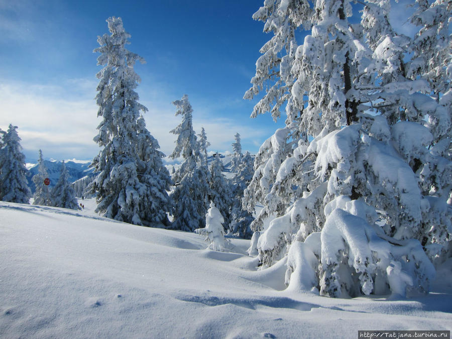C Новым Годом! Мои дорогие друзья!