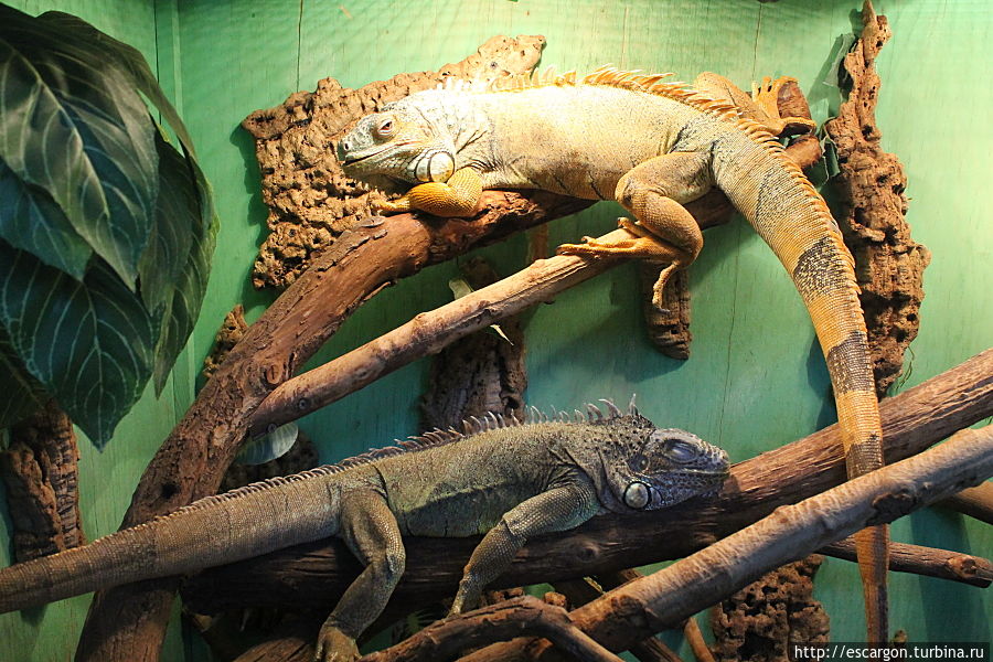 Зеленые игуаны ( Iguana iguana) Минск, Беларусь